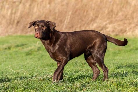 Labrador Retriever Average Height: A Guide To All Ages - Retriever Advice