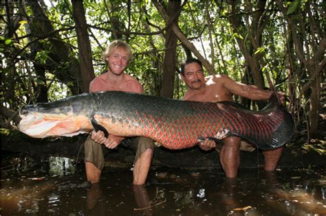 Арапайма гигантская или пираруку (лат. Arapaima gigas)