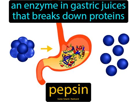 Pin on Food Digestion Nutrients and Excretion