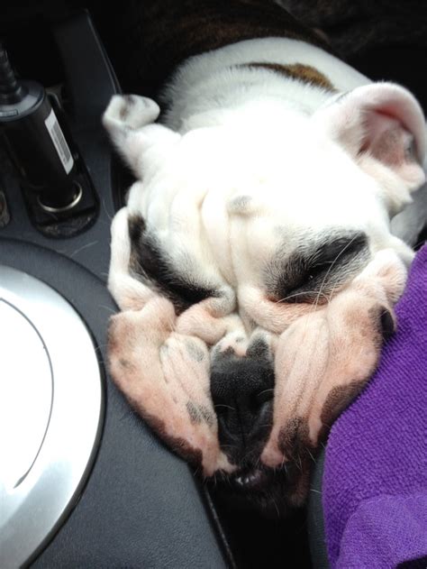 My English bulldog sleeping #presh | Bulldog, English bulldog, Puppy love