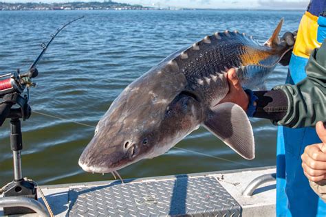 Worlds Largest Fish Ever Caught On Rod And Reel