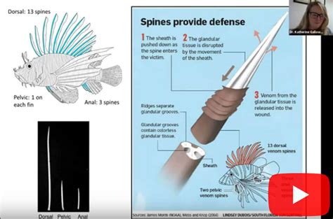 Lionfish Venom and Spine Anatomy - Lionfish Divers