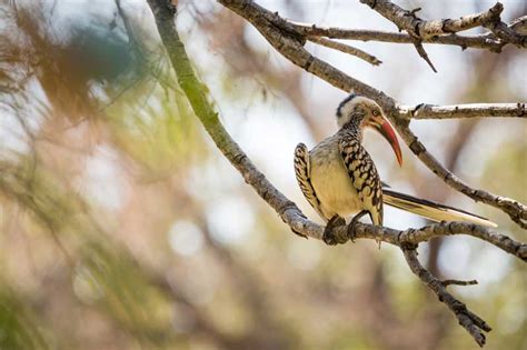 Video: The Flight Of The Hornbill – Baby Bird Leaves The Nest