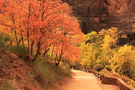 Fall colors in Zion National Park, Utah Bryce National Park, National Parks, Colorado Fall, Way ...