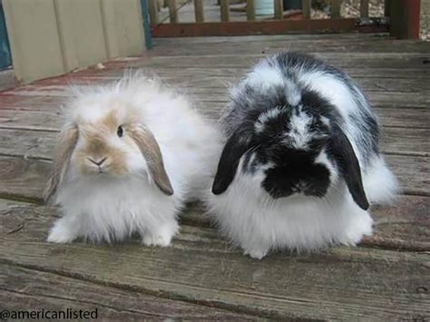 American Fuzzy Lop Rabbit Breed Information | UK Pets