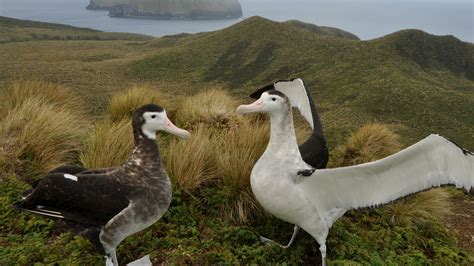 Research and recovery of Antipodean wandering albatross