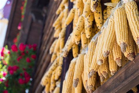 Dried Corn As Decoration in Austria Stock Image - Image of tirol, dried ...