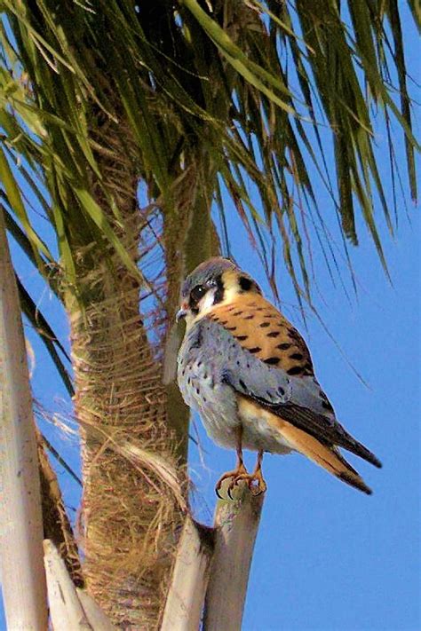 American Kestrel Falcon Photograph by Thomas Hartley - Fine Art America