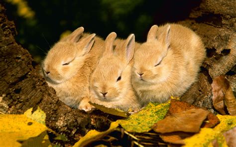 Sleeping bunnies wallpaper | 1920x1200 | #14237