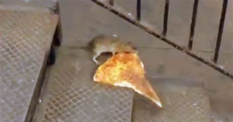 Pizza Rat Is No Hero