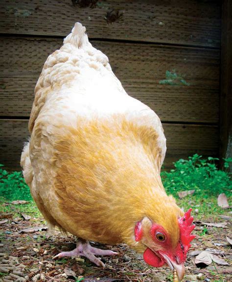 Layer Poultry Farming: Business Plan And Guide