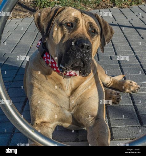 Boerboel mastiff, South African Mastiff, dog, 20 months old, wearing ...