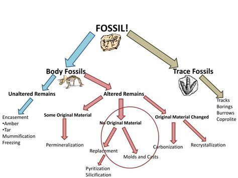 Fill In The Flowchart To Explain How Fossils Are Formed - Best Picture ...