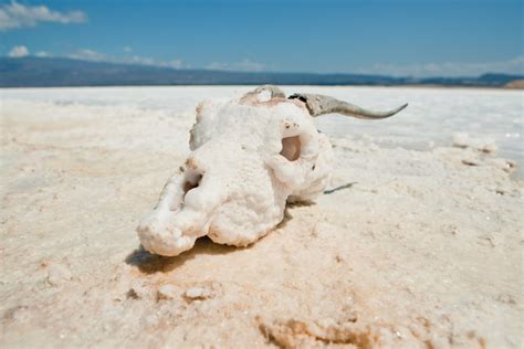 Lake Assal Crater Lake in the Central Djibouti