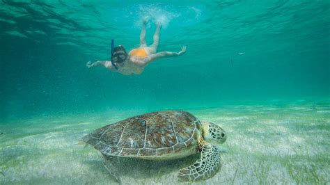 Grand Palladium Riviera Maya - Swimming with the turtles in Akumal ...