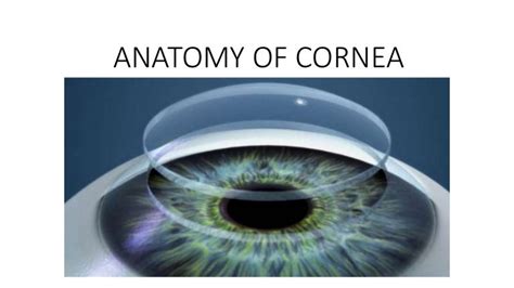 ANATOMY OF CORNEA