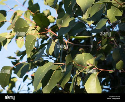 Gum tree leaves hi-res stock photography and images - Alamy