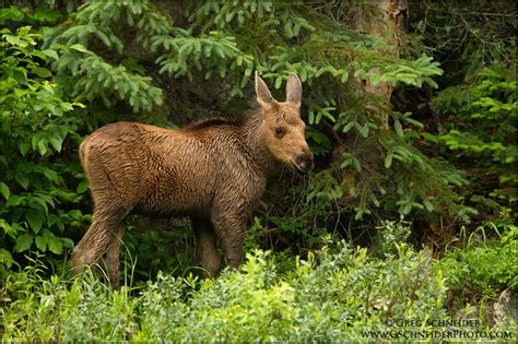 Photo :: Young Moose calf in northern forest