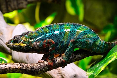 Colorful Chameleon Lizard