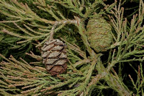 Sequoiadendron giganteum (Cupressaceae) image 23678 at PlantSystematics.org