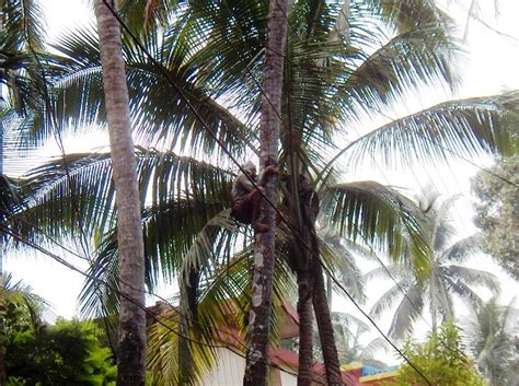 Coconut Tree Climber - Tellicherry, Kerala - India Travel Forum ...