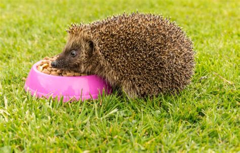 670+ Hedgehog Eating Stock Photos, Pictures & Royalty-Free Images - iStock