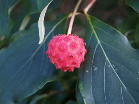 Fruits and berries in October – Ramblin' through Dave's Garden