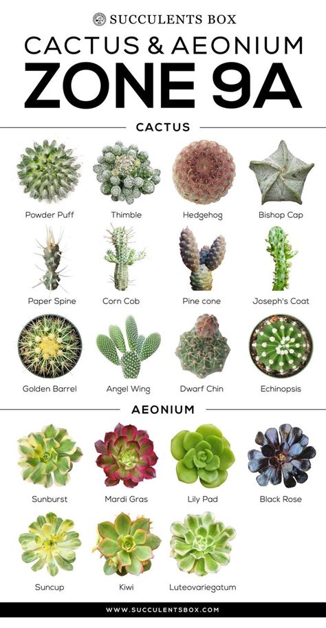 CHOOSING SUCCULENTS FOR ZONE 9 - CALIFORNIA, FLORIDA AND ARIZONA | Types of succulents, Types of ...