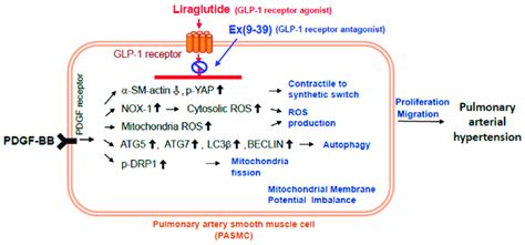 Proposed mechanism by which liraglutide ameliorates pulmonary arterial ...