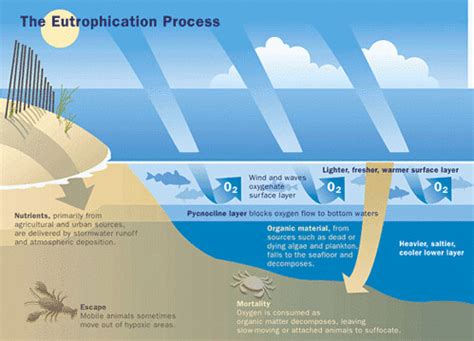 The Eutrophication Process | Diagram exemplifying eutrophica… | Flickr