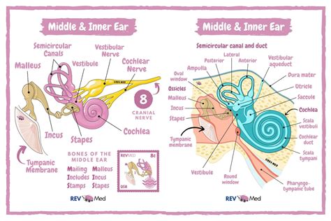 Middle and Inner Ear Anatomy - Malleus, Incus, Stapes ... | GrepMed