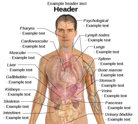 Human Body Diagram Male Back - Anatomy Human Muscular Otot Punggung Membentuk Latihan Sayap ...