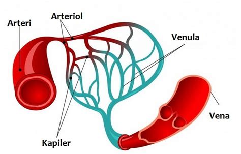 Perbedaan Pembuluh Darah Vena dan Arteri - SainsKomputer