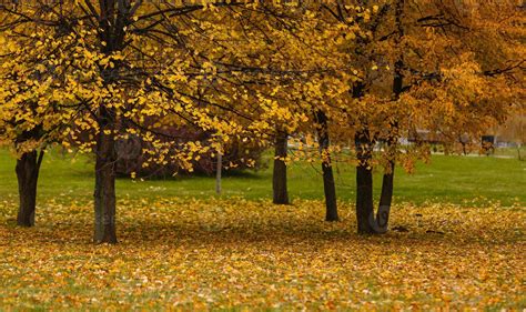 Golden autumn romantic scene with trees 17656977 Stock Photo at Vecteezy