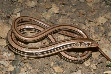 Slender Glass Lizard Facts and Pictures