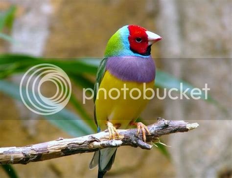 Rainbow Finch Photo by tik_wangrug | Photobucket