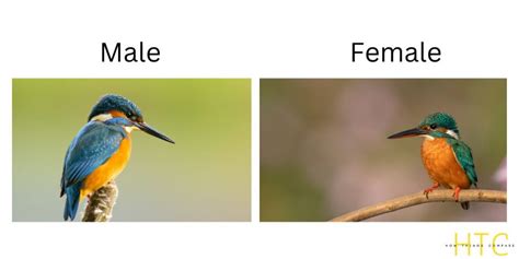 Male vs Female Kingfisher: What Are The Differences? – howthingscompare.com