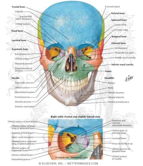 Anterior Aspect of Skull