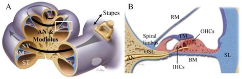 The Inner Ear Cochlea Is Where Transduction Takes Place