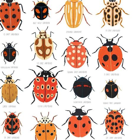 Ladybird Identification Print Ladybug Natural History | Etsy UK | Art, Moth art, Colorful art