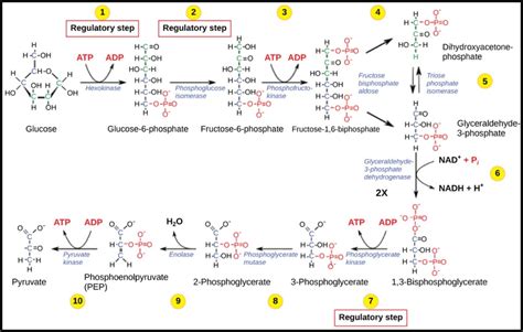 Glycolysis- Definition, Equation, Enzymes, 10 Steps, Diagram - Bút Chì Xanh