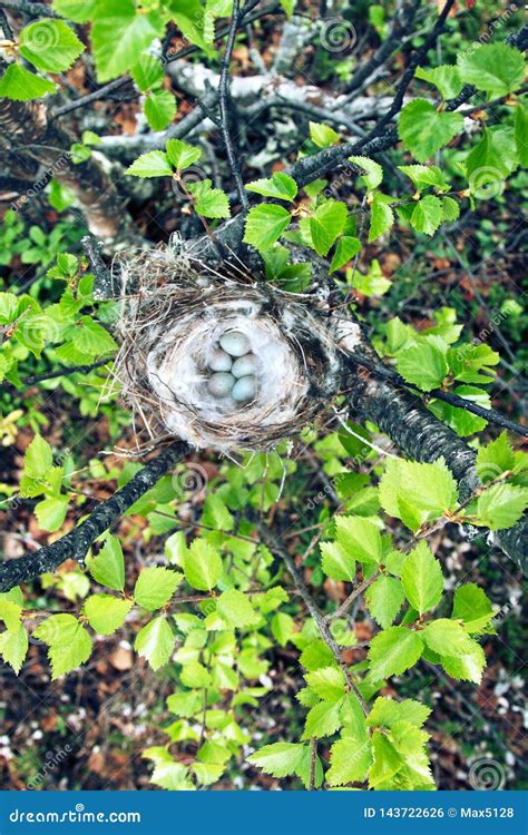 Cozy Arctic Redpoll (Acanthis Hornemanni) Nest Stock Photo - Image of ...