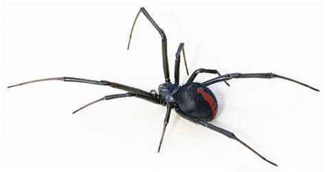 Redback spider - Wikipedia