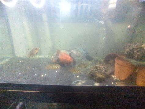 Cichlid genetic cross breeding chart | Cichlid Fish Forum