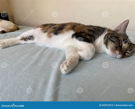 Fat cat sleeping stock photo. Image of carnivore, skin - 269973812