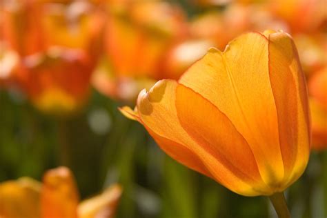 More Tulips, New Music Blooming this Spring at the Zoo - Cincinnati Zoo & Botanical Garden