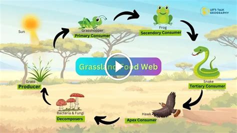 Unveiling The Intricate Grassland Food Web: 5 Astonishing Facts You ...