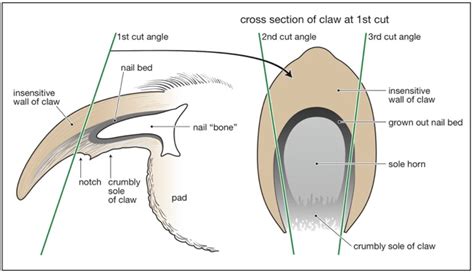 A new way to trim nails-- that works! as seen in Dogs Naturally ...