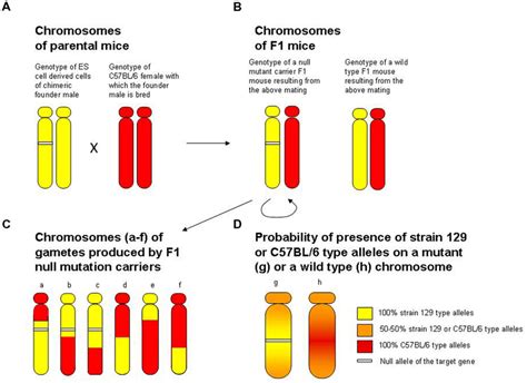 Gene And Allele Diagram