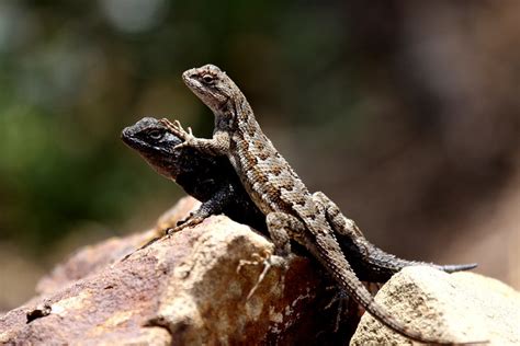 Dramatic mating dance of a fence lizard gone awry – Marin Independent ...